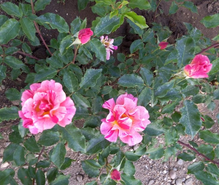  - Sub tutela soarelui