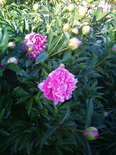 Monsieur Jules Elie - 9-Bujori