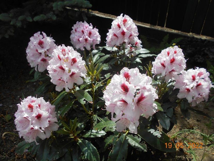  - 02 Azalee-rhododendroni-heleborusi-hortensii-hoste 2022