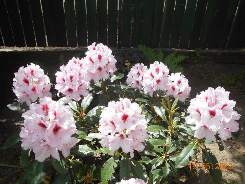  - 02 Azalee-rhododendroni-heleborusi-hortensii-hoste 2022