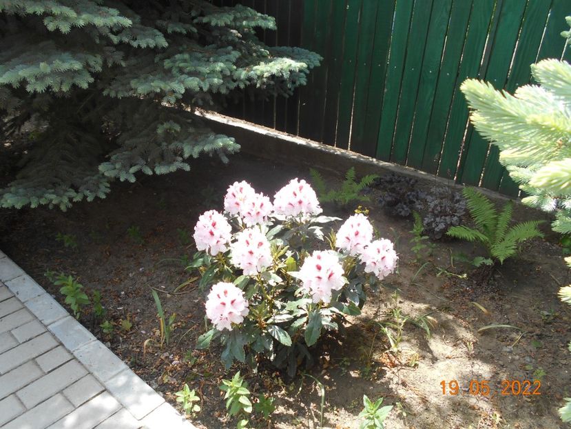  - 02 Azalee-rhododendroni-heleborusi-hortensii-hoste 2022