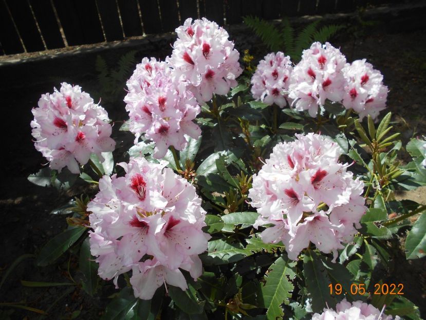  - 02 Azalee-rhododendroni-heleborusi-hortensii-hoste 2022