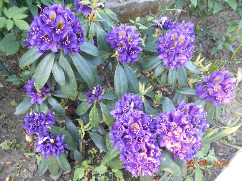  - 02 Azalee-rhododendroni-heleborusi-hortensii-hoste 2022