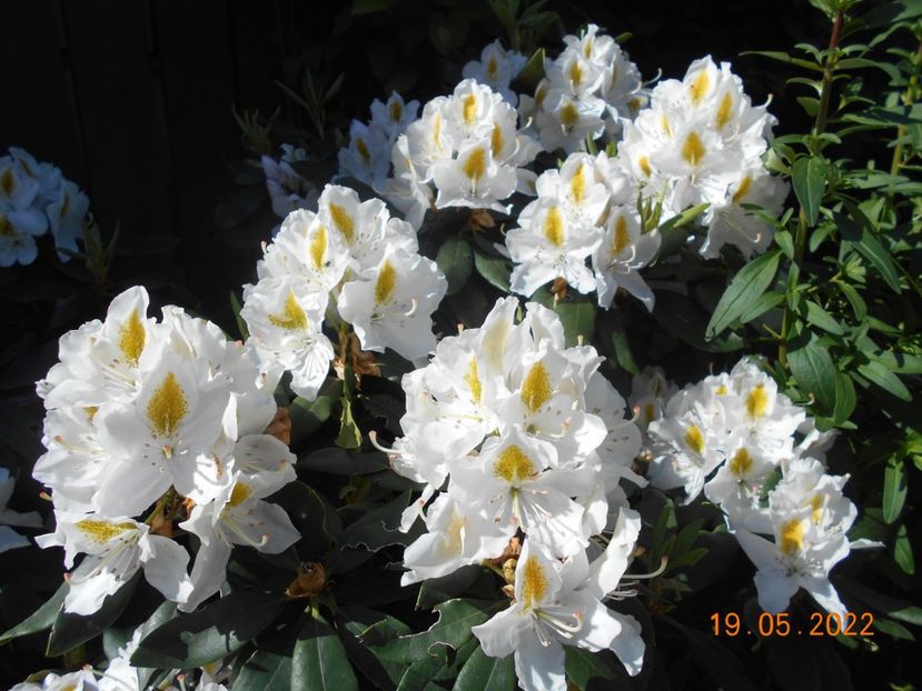  - 02 Azalee-rhododendroni-heleborusi-hortensii-hoste 2022