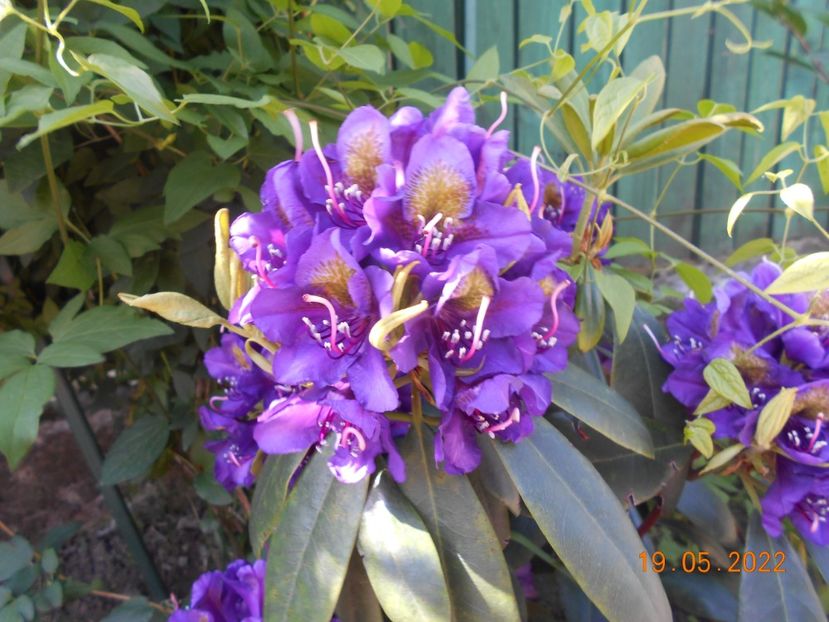  - 02 Azalee-rhododendroni-heleborusi-hortensii-hoste 2022