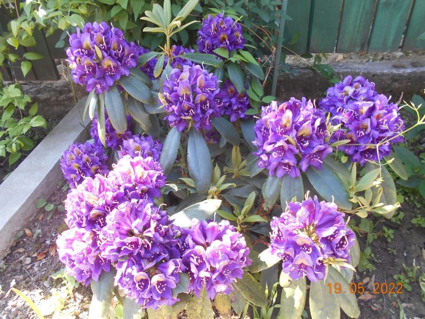  - 02 Azalee-rhododendroni-heleborusi-hortensii-hoste 2022