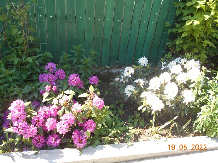  - 02 Azalee-rhododendroni-heleborusi-hortensii-hoste 2022