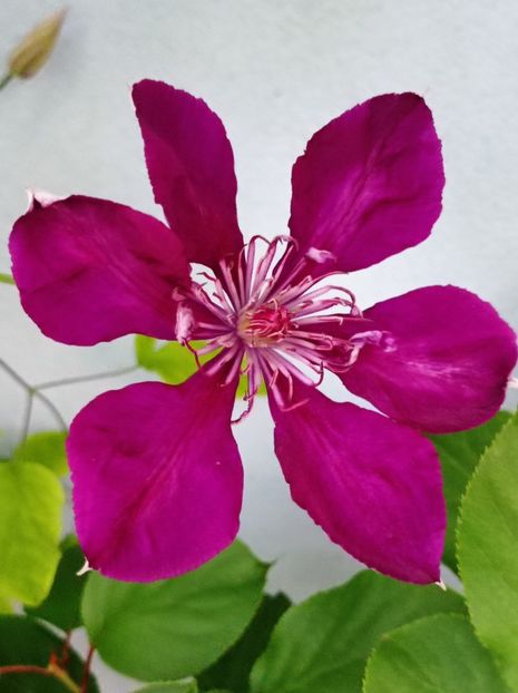 - dragostea  de natura