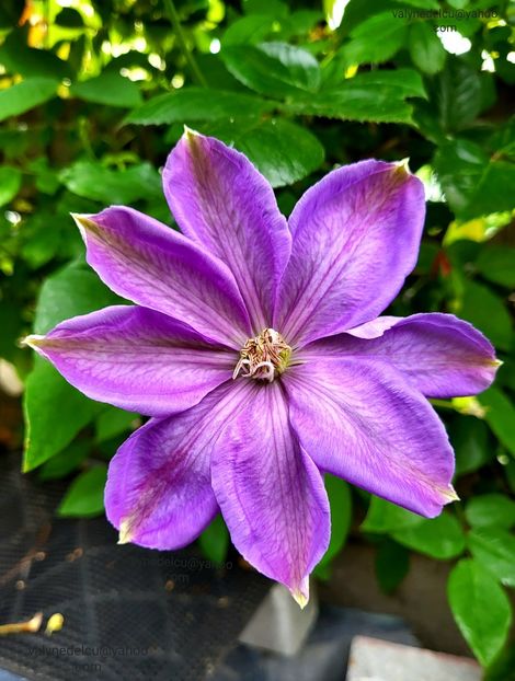 Clematis Mrs. Cholmondeley - Clematis Mrs Cholmondeley