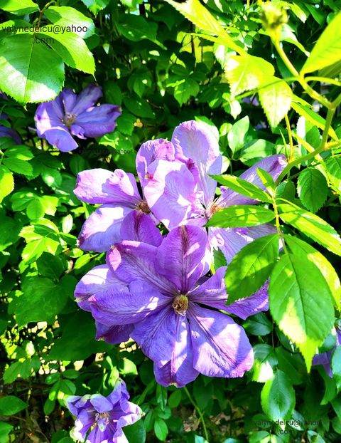 Clematis Mrs. Cholmondeley - Clematis Mrs Cholmondeley