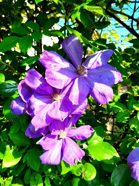 Clematis Mrs. Cholmondeley - Clematis Mrs Cholmondeley