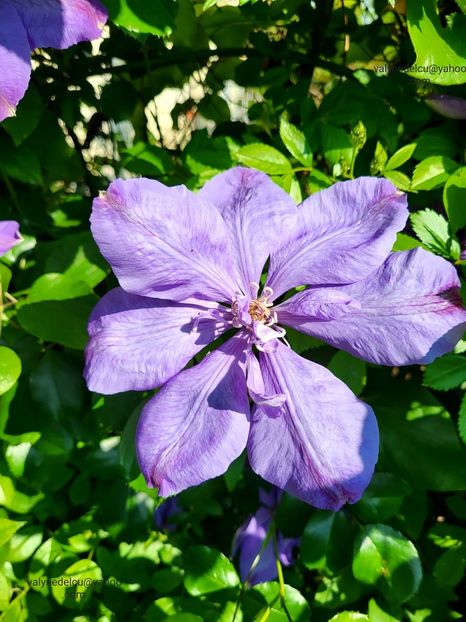Clematis Mrs. Cholmondeley - Clematis Mrs Cholmondeley