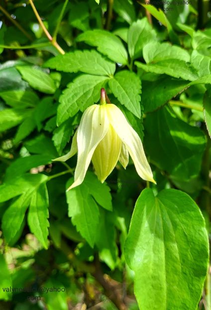 Clematis Lemon Dream - Clematis Lemon Dream