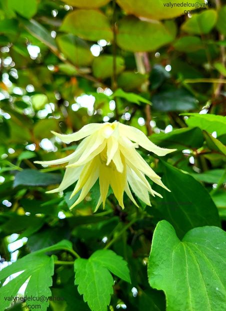 Clematis Lemon Dream - Clematis Lemon Dream