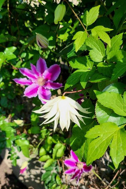 Clematis Lemon Dream - Clematis Lemon Dream