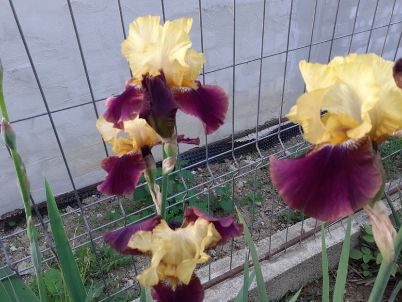  - Iris 2022