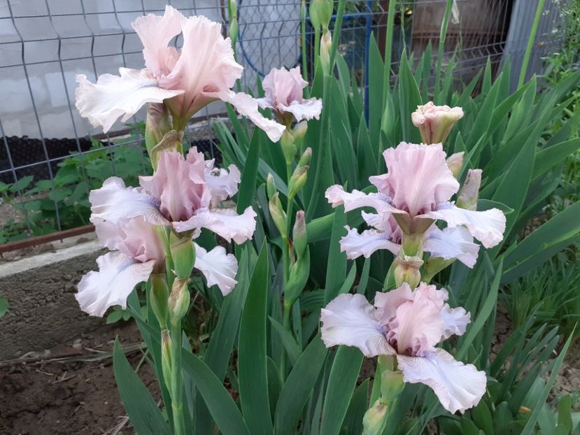  - Iris 2022