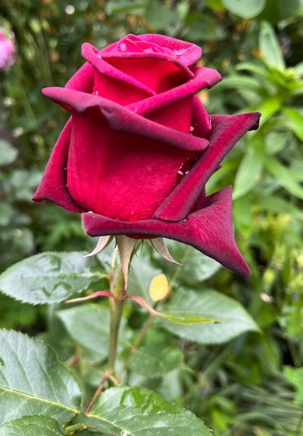 7D3819B2-4131-4D40-BA9A-560B1705A5B2 - Trandafiri 2022