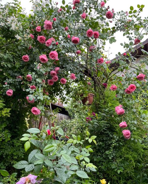 39C745D4-B65D-44A8-8FB0-5F9D9D49DAD9 - Trandafiri 2022