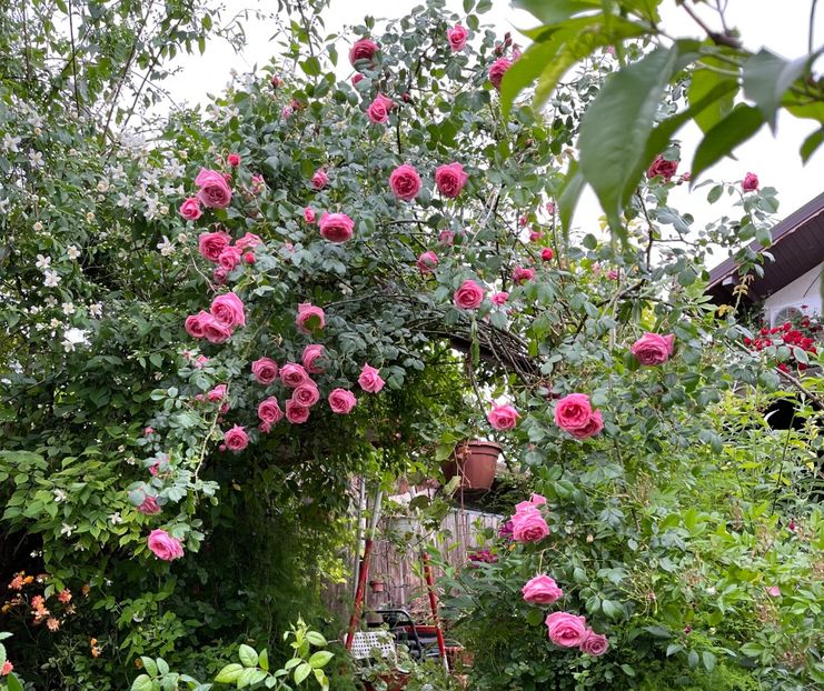 CBF1D7FC-9D58-4B76-830D-C93879E7A1EE - Trandafiri 2022