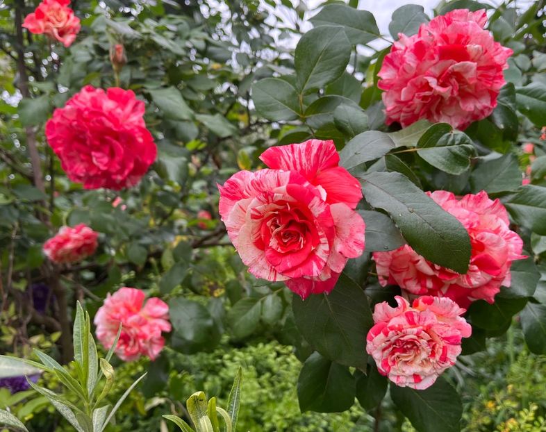 7C0C9AAF-B7A8-41DD-8DF3-B9B3CB20A9C3 - Trandafiri 2022