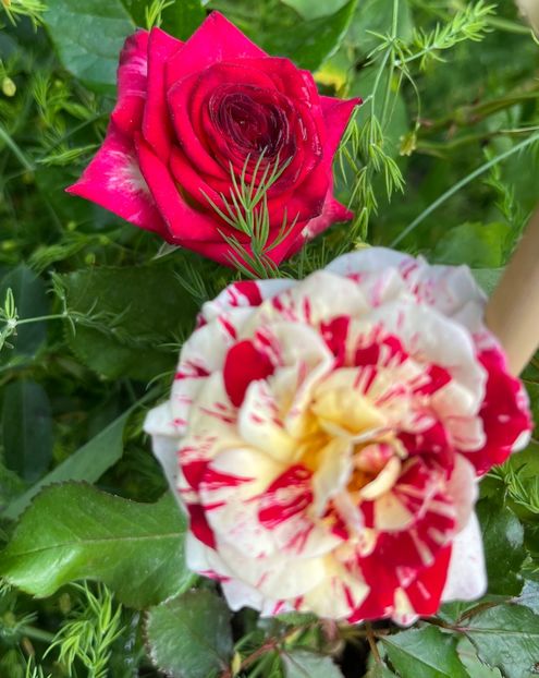 F8D6DB39-BD96-4C28-88C5-12879DDDD783 - Trandafiri 2022