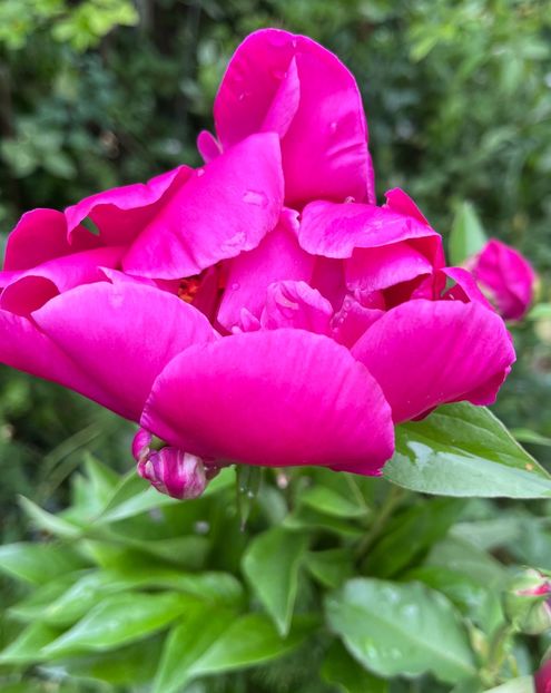 23ADA5BE-0EE3-49AC-B44F-5FCD15DA280C - Bujor