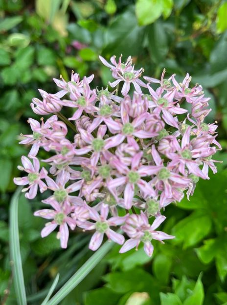 91A28AF1-2EC7-467E-AA55-D8E77BB02E9A - Allium 2020 21 22