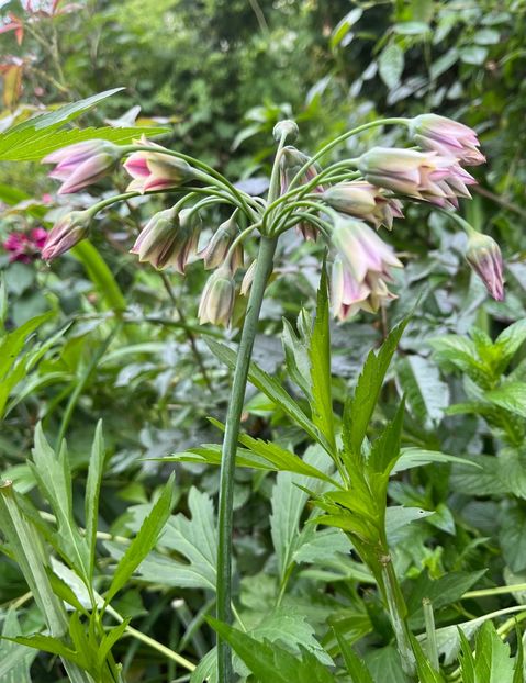 8D11EDB5-217D-43C7-A3B2-B54F25CCF11A - Clematite 2020-2023