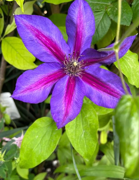 53BEAE71-89E0-44FF-8016-AC893A256851 - Clematite 2020-2023