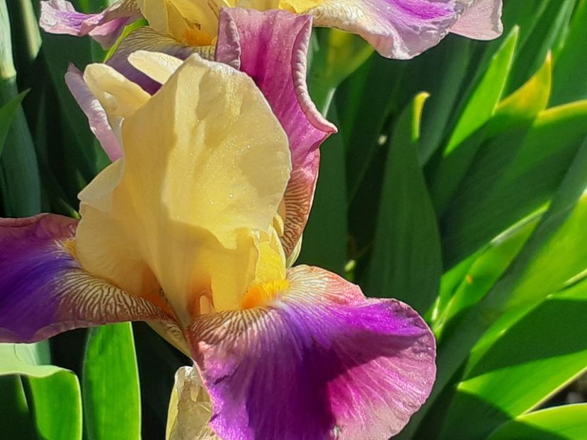  - Iris 2022