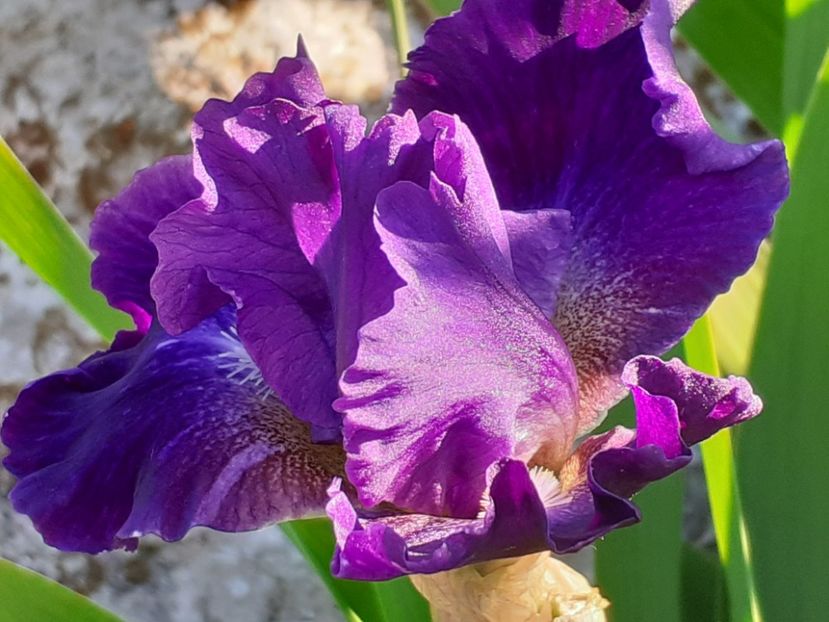  - Iris 2022