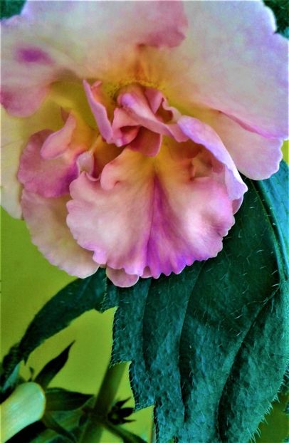  - Rizomii de achimenes plantati astazi pentru anul 2022