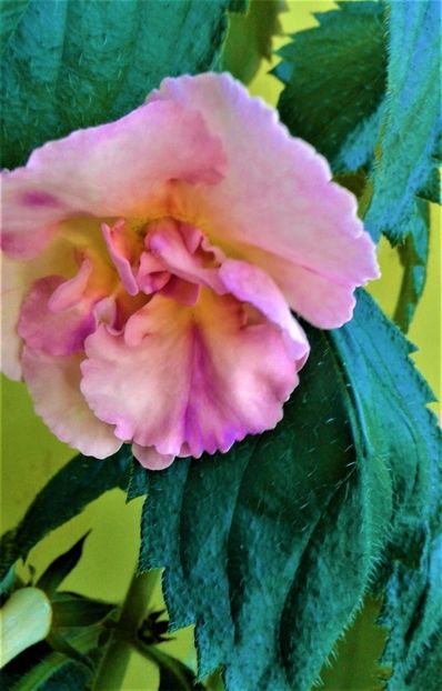  - Rizomii de achimenes plantati astazi pentru anul 2022