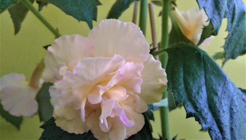  - Rizomii de achimenes plantati astazi pentru anul 2022