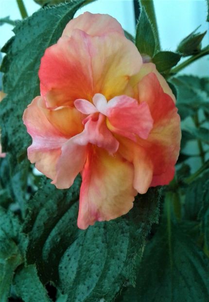  - Rizomii de achimenes plantati astazi pentru anul 2022