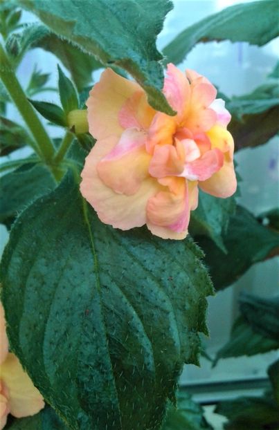  - Rizomii de achimenes plantati astazi pentru anul 2022