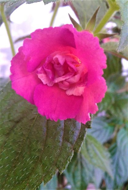  - Rizomii de achimenes plantati astazi pentru anul 2022