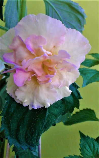  - Rizomii de achimenes plantati astazi pentru anul 2022