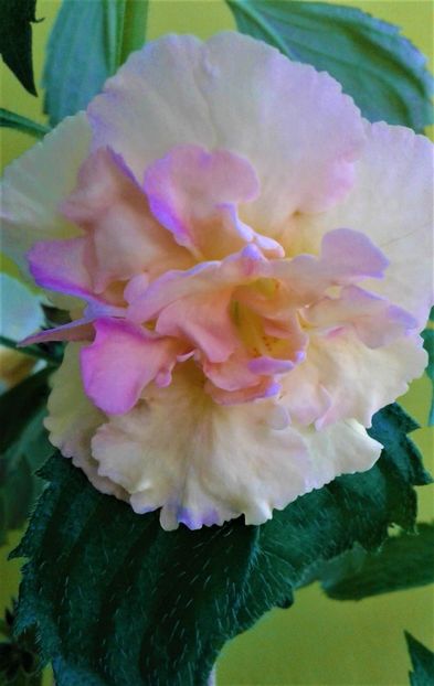  - Rizomii de achimenes plantati astazi pentru anul 2022