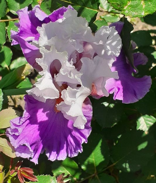  - MAI - luna lui FLORAR