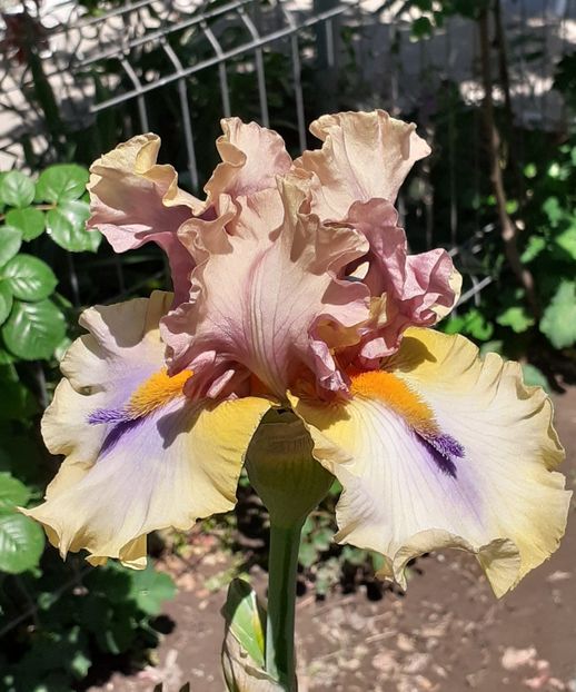  - MAI - luna lui FLORAR