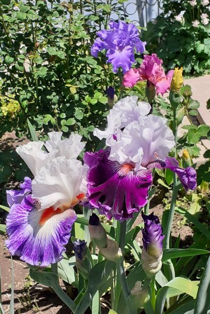  - MAI - luna lui FLORAR