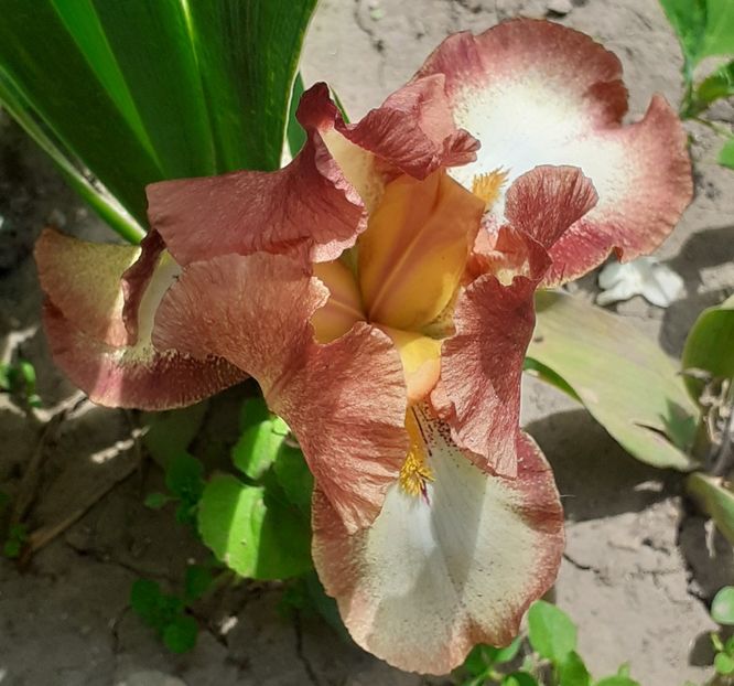 - MAI - luna lui FLORAR