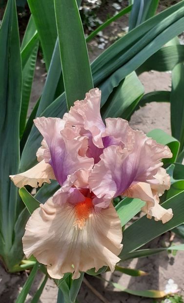  - MAI - luna lui FLORAR