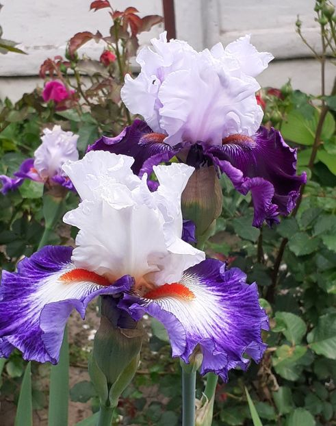  - MAI - luna lui FLORAR