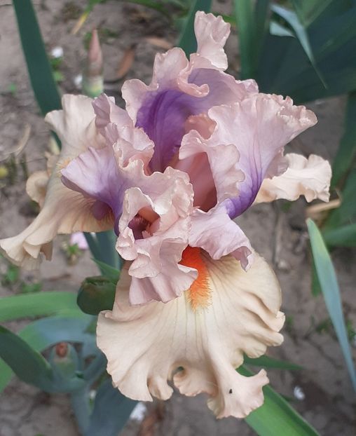  - MAI - luna lui FLORAR