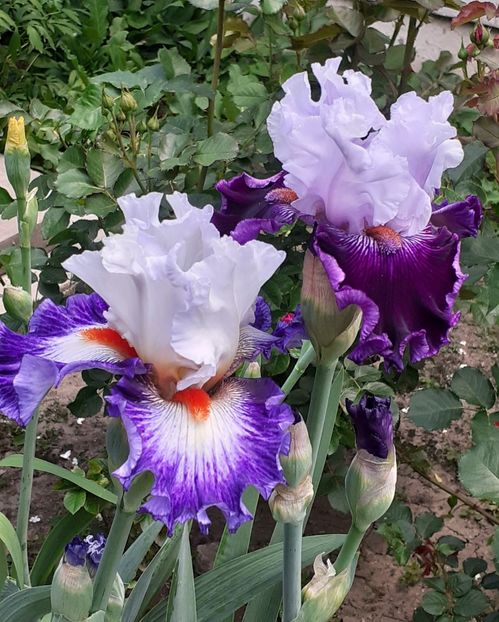  - MAI - luna lui FLORAR