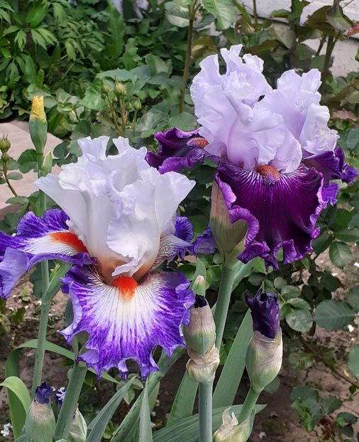  - MAI - luna lui FLORAR
