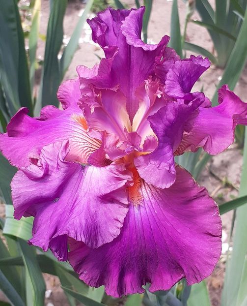  - MAI - luna lui FLORAR